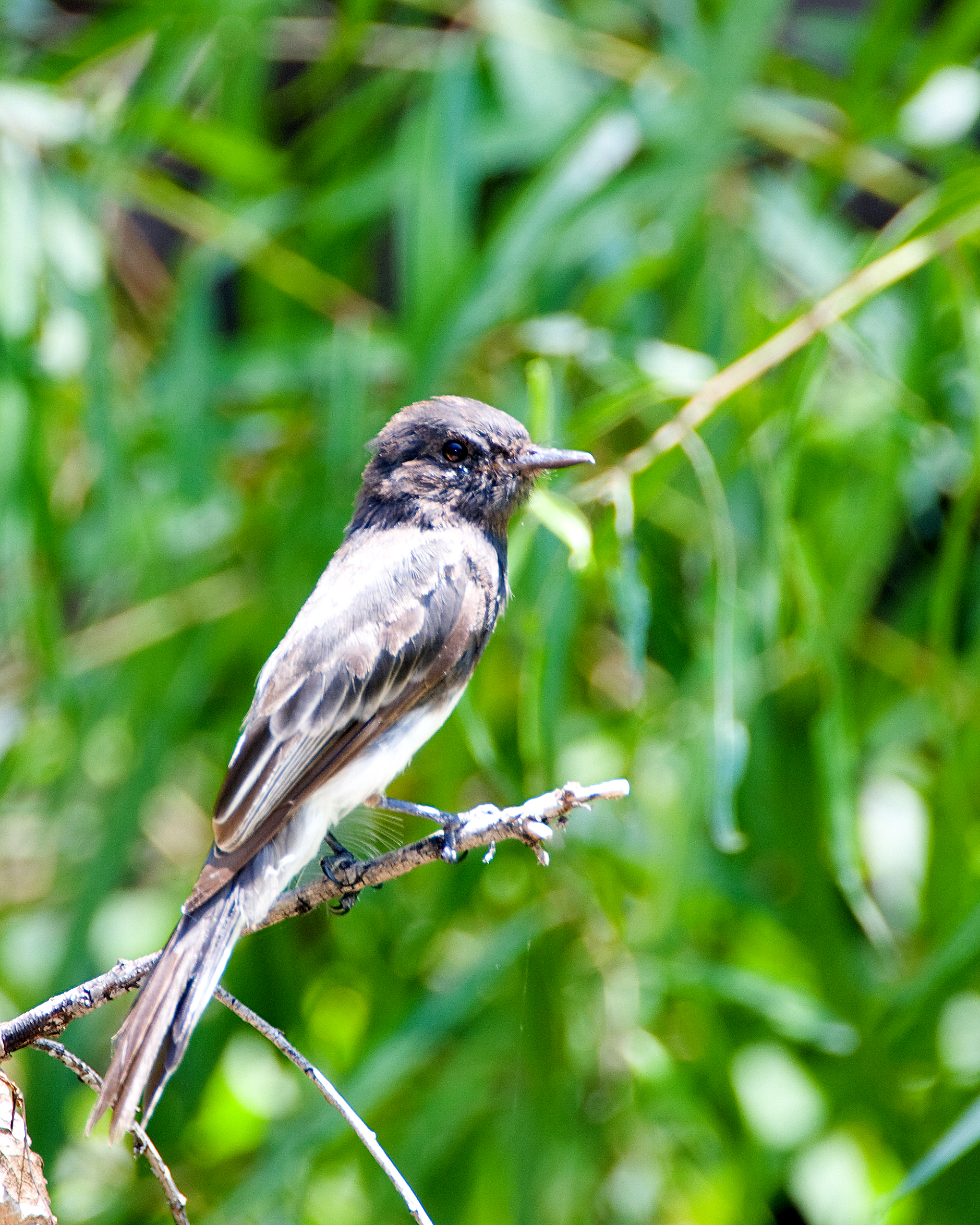 Olivesided Flyatcher Photo by Keith Anderson