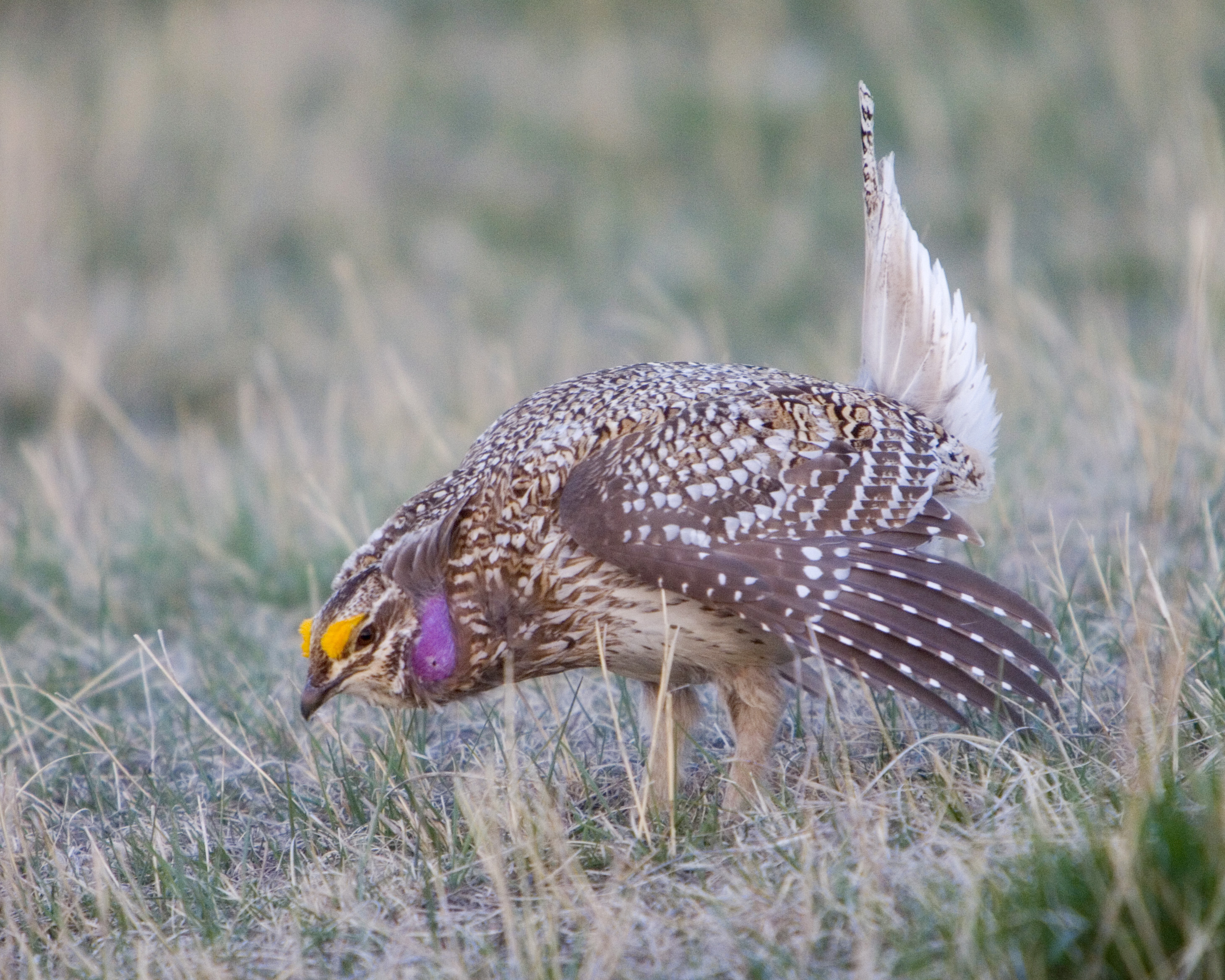 Sharp-tailed grouse