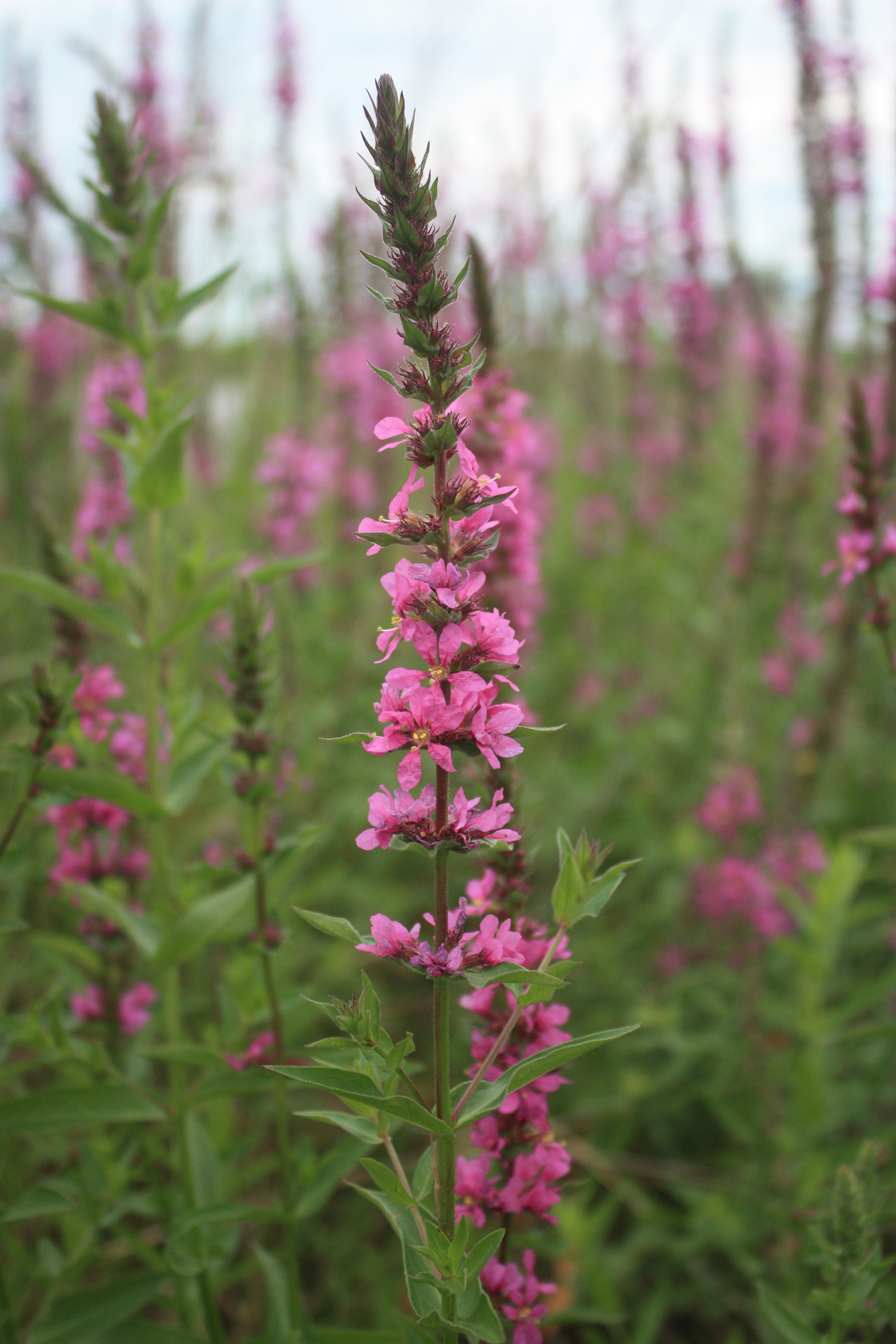 Prairie Loosetrife Photo by Sam Stukel