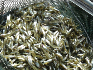 net filled with walleye small finagerlings