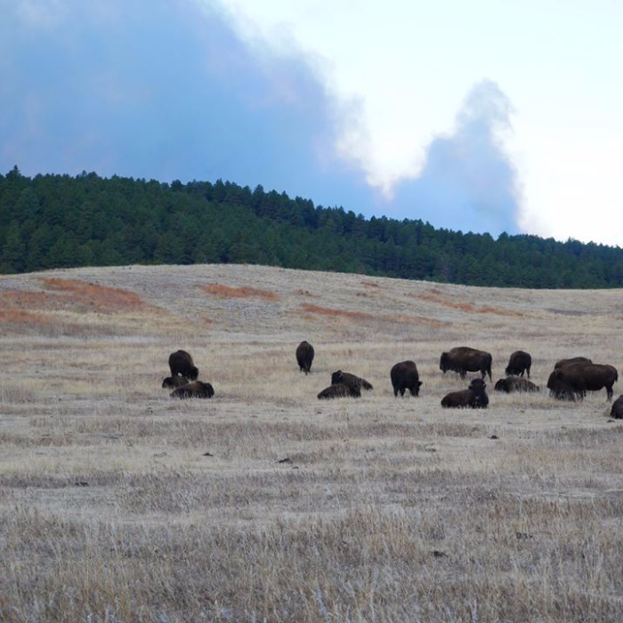 Custer State Park Remains Closed Due to Wildfire